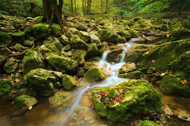 Flusso nella foresta d'autunno