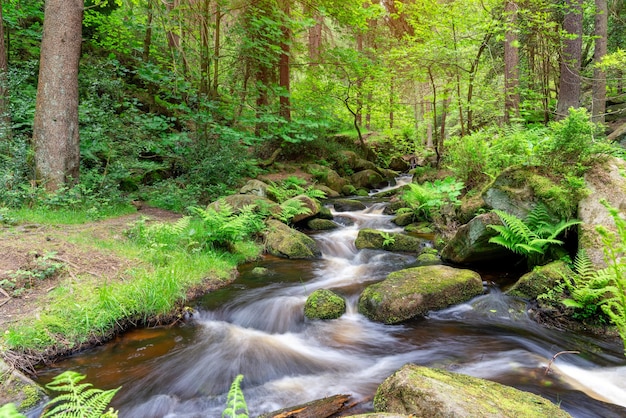 Flusso nella foresta Paesaggio dell'Inghilterra nel parco nazionale di Peak District in una giornata di sole in estate