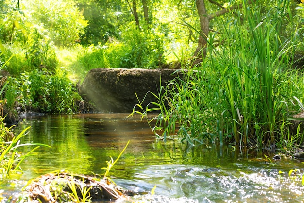 Flusso nella foresta tropicale. Ambiente soleggiato paesaggio