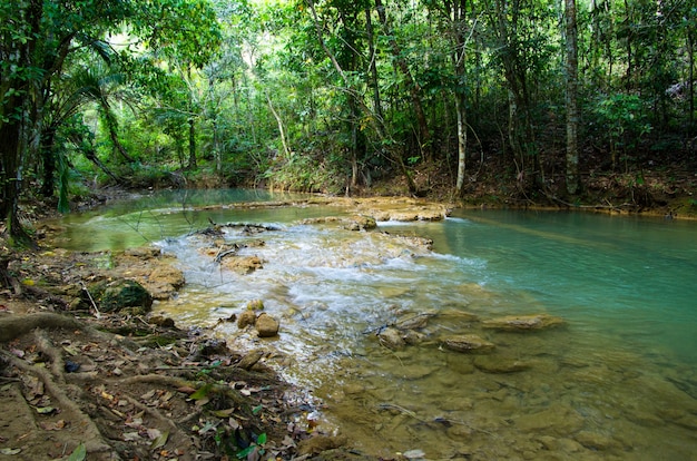 Flusso nella giungla tropicale