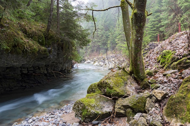 Flusso senza fine Bellissimo fiume di montagna veloce nella foresta Slovacchia