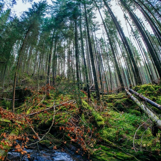 Flusso tra gli alberi