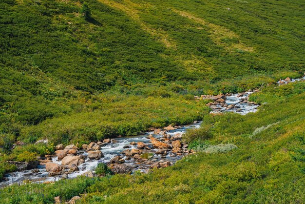 Flusso veloce dell'acqua di sorgente vicino al fianco di una montagna verde nella giornata di sole. Ricca flora degli altipiani.