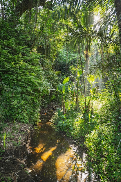 Flusso verde veloce che scorre nelle giungle tropicali, il sole splende attraverso le palme foto stock