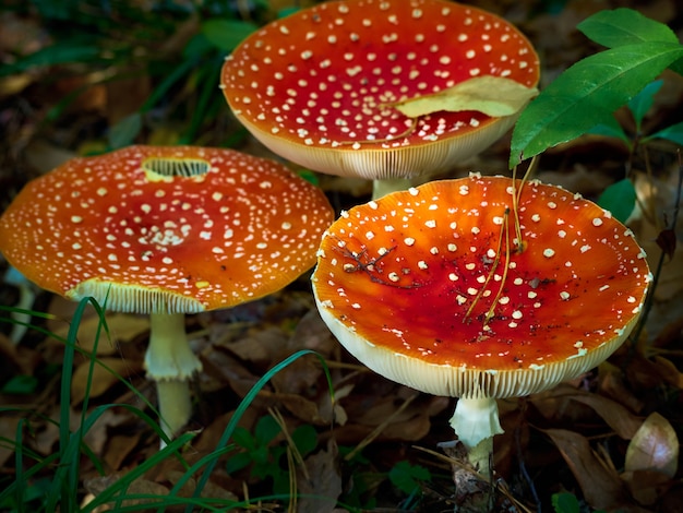 Fly agarico nella foresta d'autunno