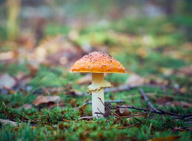 Fly agarico nella foresta d'autunno.