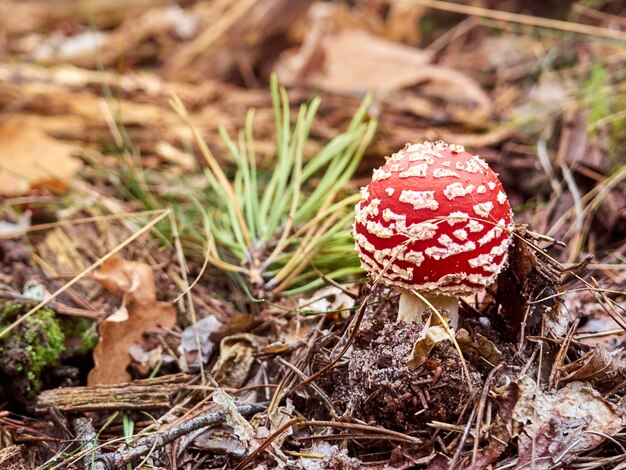 Fly agarico nella foresta d'autunno