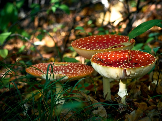 Fly agarico nella foresta d'autunno.