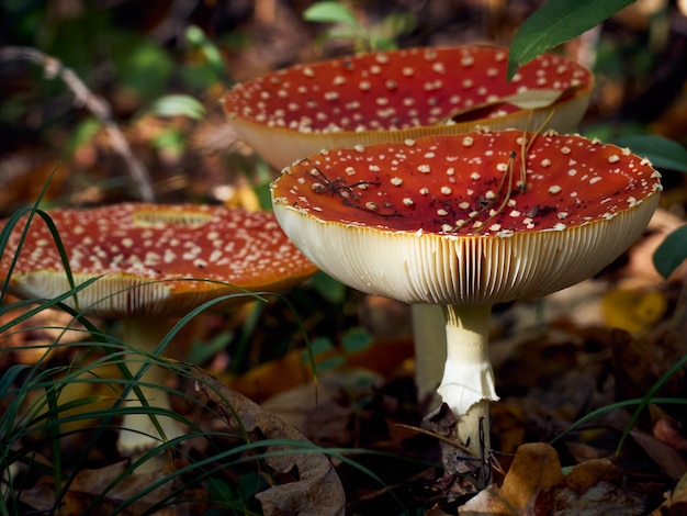 Fly agarico nella foresta d'autunno.