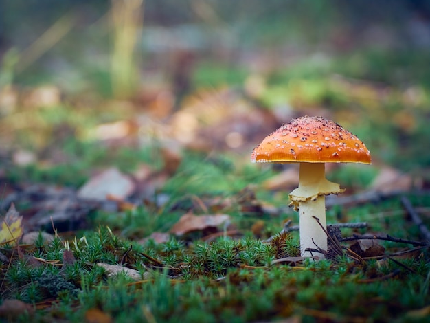 Fly agarico nella foresta.