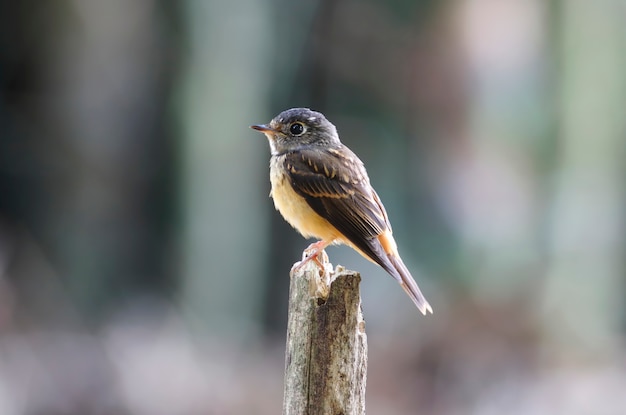 Flycatcher ferruginoso Muscicapa ferruginea Bellissimi uccelli della Thailandia