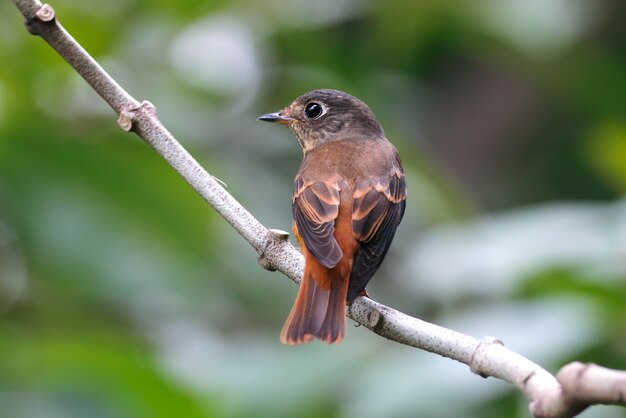 Flycatcher ferruginoso Muscicapa ferruginea Bellissimi uccelli della Thailandia