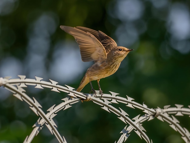 Flycatcher macchiato che stende le ali per il volo con la vegetazione sfocata sullo sfondoFoto di fauna selvatica
