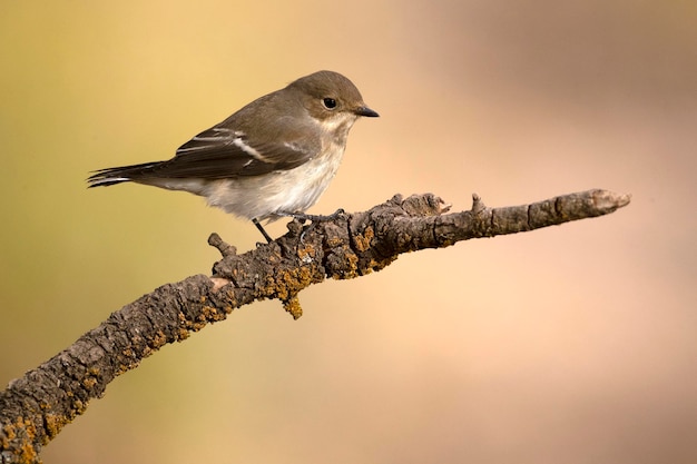 Flycatcher pied in piumaggio invernale alla prima luce di un giorno d'autunno in una foresta mediterranea