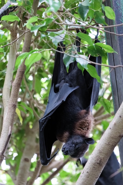 Flying Fox Bat (Pteropus) addormentato al Bioparco di Fuengirola