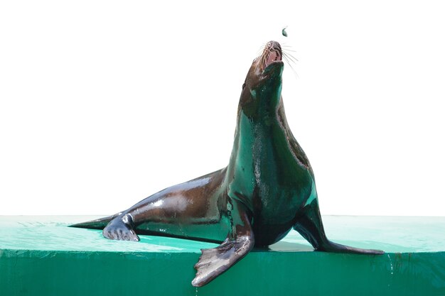 Foca da pelliccia, animale raro, protezione e cura