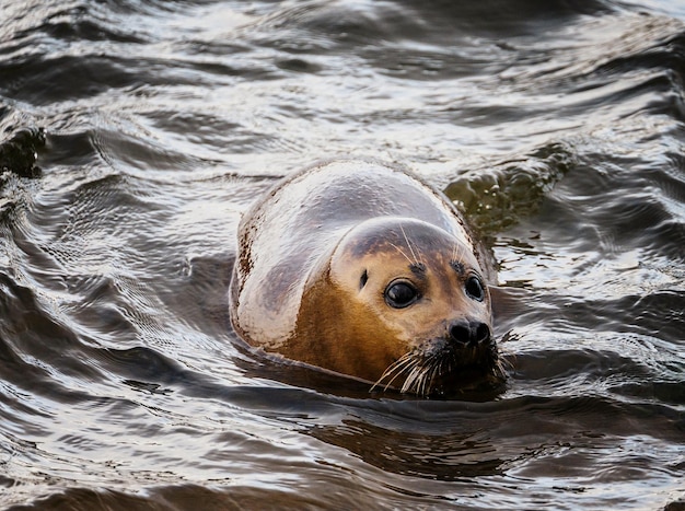 foca del porto nel fiume Tamigi