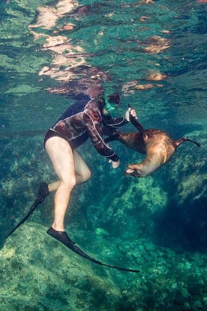 foca di leone marino mentre gioca con il subacqueo