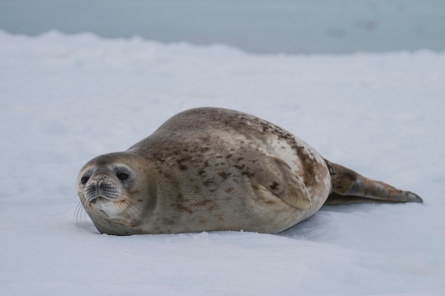 Foca di Weddell sdraiata sul ghiaccio in Antartide