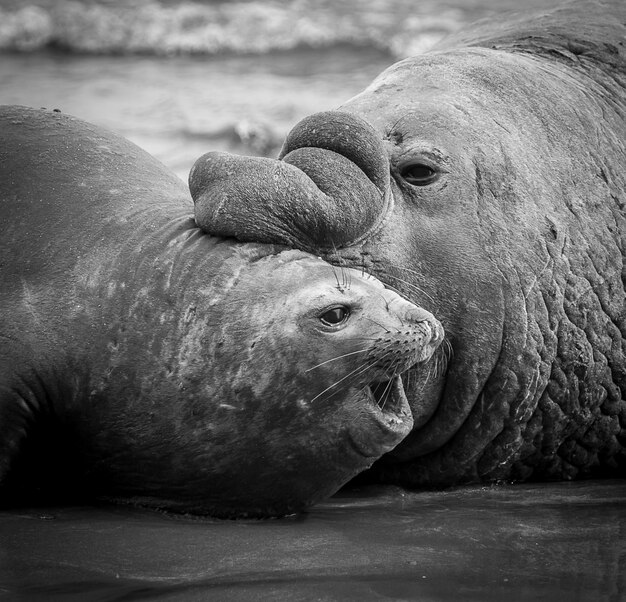 Foca elefante Penisola Valdes Chubut Patagonia Patagonia Argentina