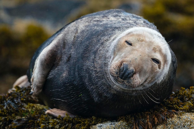 Foca grigia Halichoerus grypus Isole Farne in Inghilterra