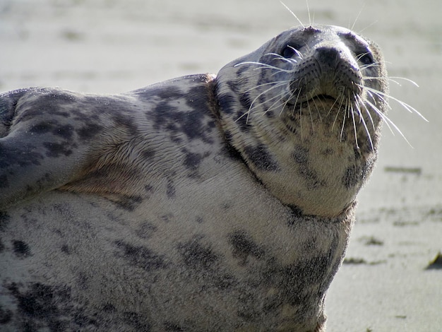 Foca grigia kegelrobbe