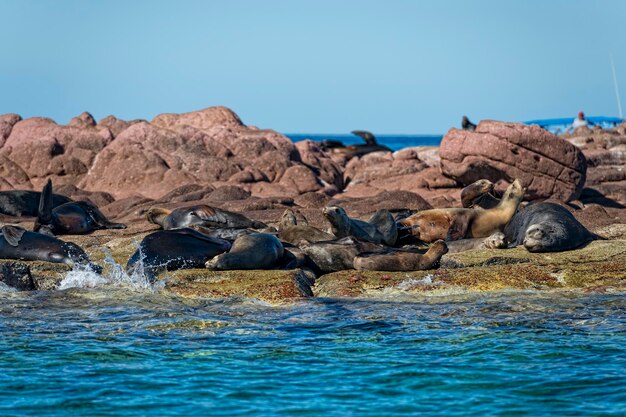 Foca leone marino in bassa california