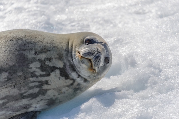 Foca leopardo sulla spiaggia con la neve in Antartide