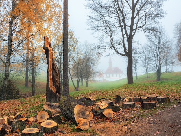 Focalizzazione morbida. Il vecchio albero rotto dal vento è stato segato per lo smaltimento nel nebbioso parco autunnale. Pulizia del parco in autunno.