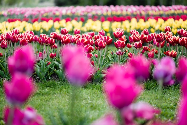 focalizzazione selettiva bellissimi tulipani colorati