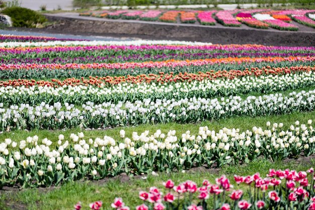 focalizzazione selettiva campo di tulipani colorati