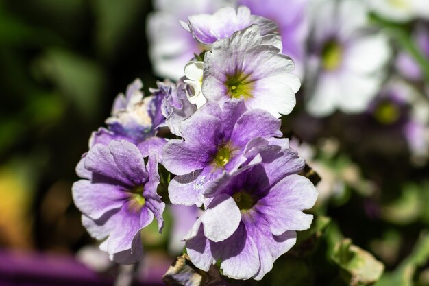 Focalizzazione selettiva dei fiori di primula hirsuta di colore lilla