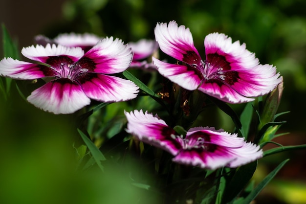 Focalizzazione selettiva sui fiori di fucsia viola e di garofano bianco