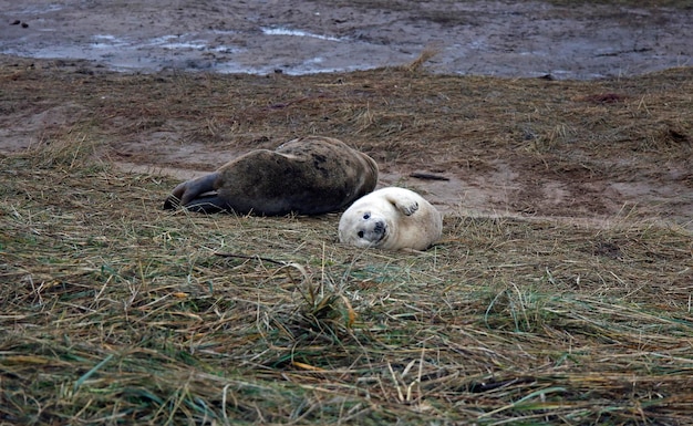 Foche grigie sulla spiaggia durante la stagione riproduttiva