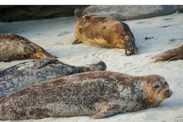 Foche sulla spiaggia di La Jolla