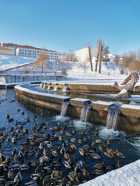 Fock di anatre nuota nello stagno bellissimo paesaggio invernale ambiente urbano e uccelli svernamento degli uccelli