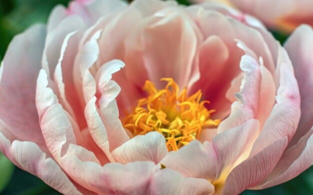 Focus morbido bandiera ampia sfocata colore rosa fiore petali di peonia vicino sfondo macro natura