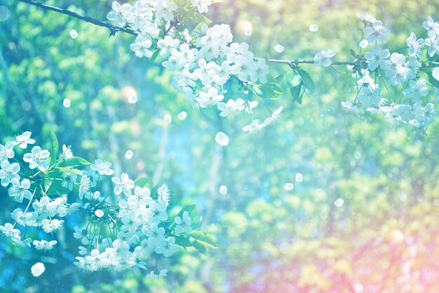 Focus morbido Fiore di ramo di ciliegio Fiori di primavera colorati e luminosi