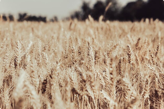 Focus selettivo del grano d'oro pronto per il raccolto che cresce nel campo agricolo. Crisi globale e aumento dei prezzi