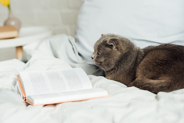 Focus selettivo del simpatico gatto scottish fold sdraiato a letto con il libro