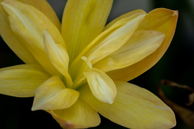 Focus su Polline di Rain Lily colore giallo con petali a 2 strati che sbocciano sotto la luce del mattino