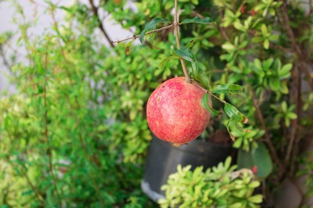 Focus sul famoso frutto brasiliano chiamato Roma Red fruit