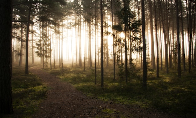 Foggy forrest in una mattina presto nella stagione autunnale