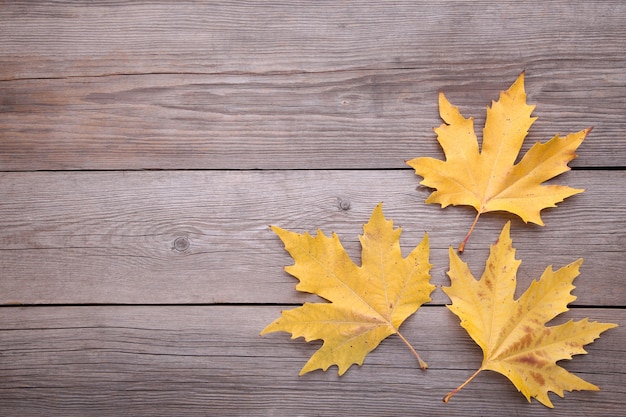 Fogli di autunno arancioni su una tabella grigia