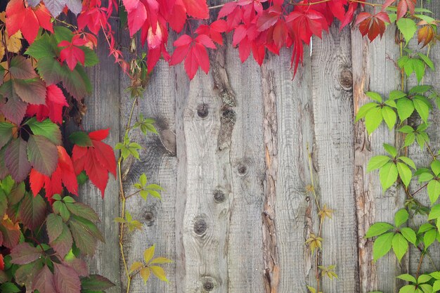 Fogli di autunno colorati su superficie di legno.