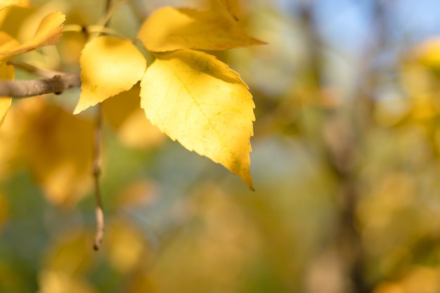 Fogli di autunno con cielo blu. Copia spazio.