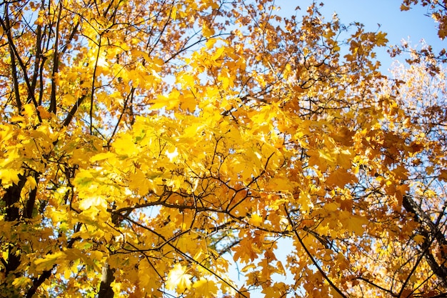 Fogli di autunno con cielo blu