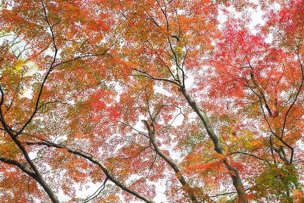 Fogli di autunno della priorità bassa dell&#39;acero giapponese (Momiji)