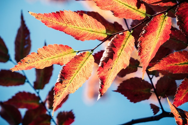 Fogli di autunno della priorità bassa nel Giappone