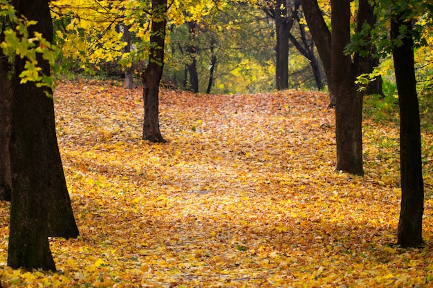 Fogli di autunno sul percorso in foresta